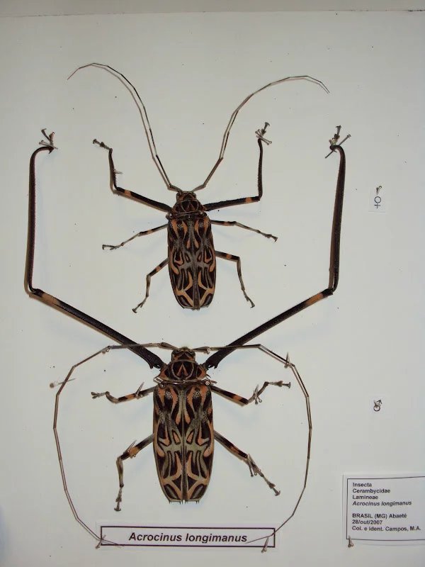  p>长臂天牛是天牛科的一种昆虫.