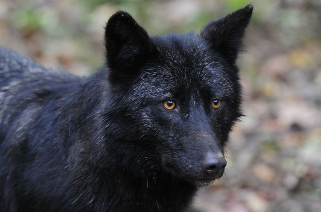 canis lupus lycaon)是灰狼的亚种之一,具有各种皮毛颜色,从白色到