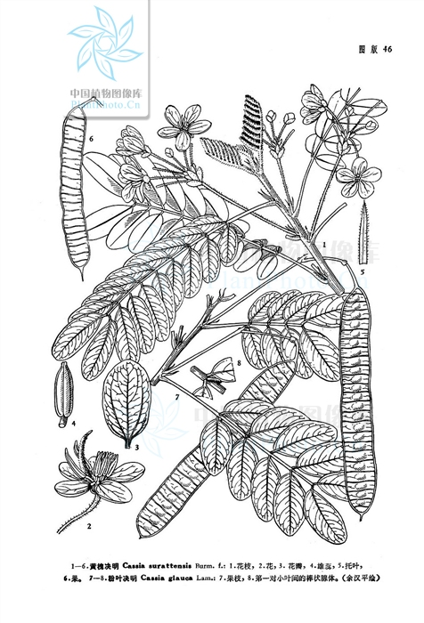  p>黄花决明(senna surattensis (burm. f.) h. s.