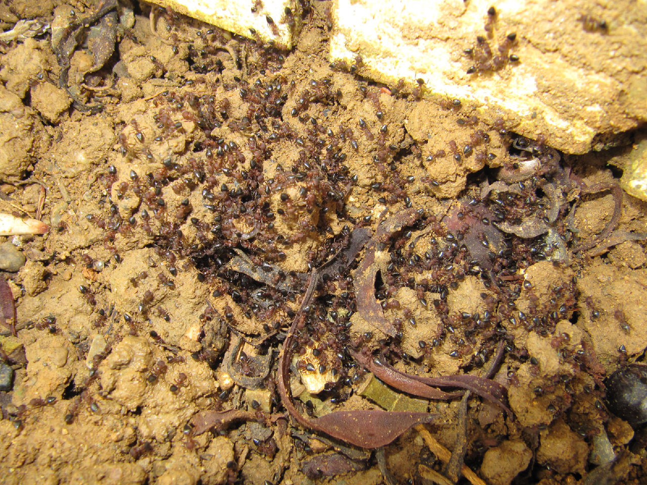  p>举腹蚁,拉丁名crematogaster sp.,分布在华东及西南等地. /p>