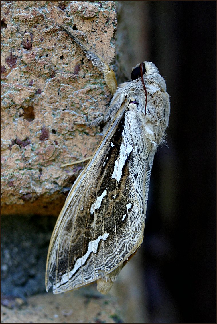 a>(lepidoptera), a target="_blank" href="/item/蝙蝠蛾科/6244289"