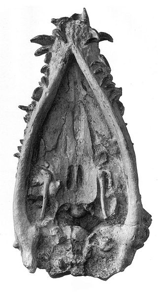  p>菱龙(属名:rhomaleosaurus)又叫彪龙也翻译为