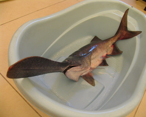  p>长吻鲟(学名: i>polyodon spathula /i>)是长吻鲟科,长吻鲟属鱼类.