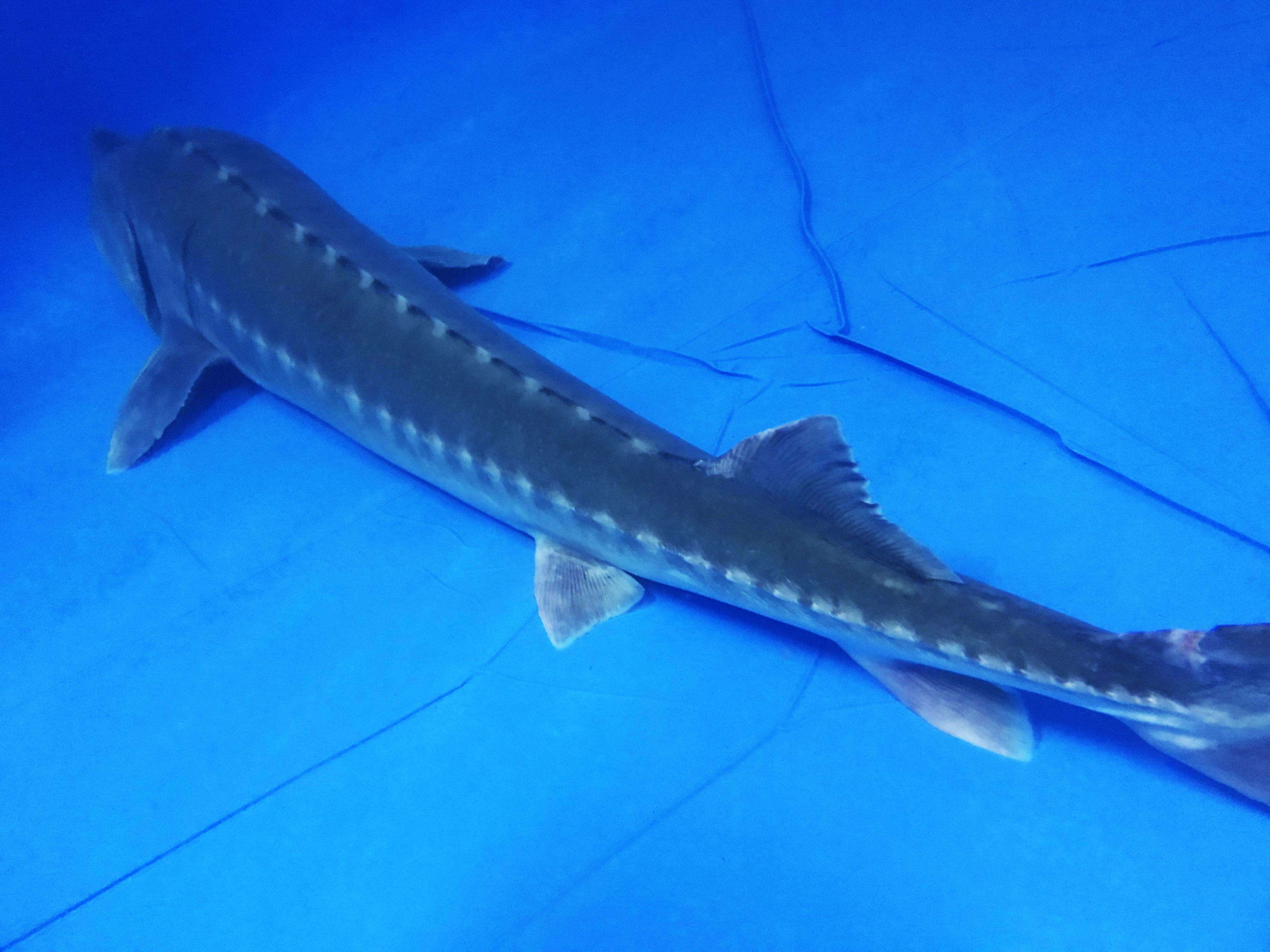  p>达氏鲟(学名: i>acipenser dabryanus /i>)是鲟科,鲟属鱼类,又称