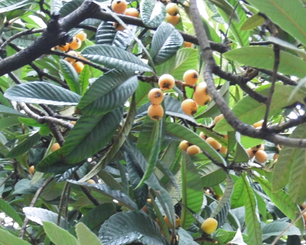 是蔷薇科,枇杷属植物.