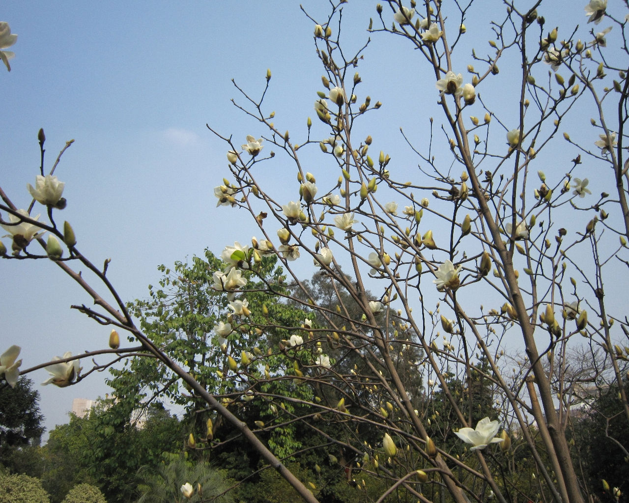  p>木兰科, a target="_blank" href="/item/双子叶植物纲">双子叶
