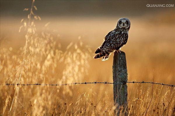 short-eared owl