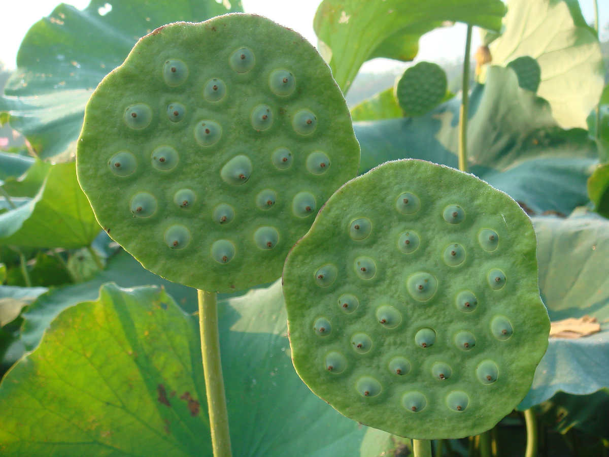  p>莲肉是莲子的一个别名·为 a target="_blank" href="/item/睡莲科