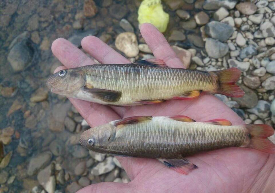  p>平口鮈( a href="#" data-lemmaid="8074290">学名 /a>:ladislavia