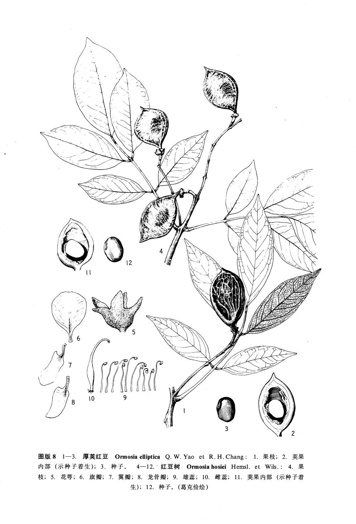 p>红豆树(学名: i>ormosia hosiei /i> hemsl. et wils.