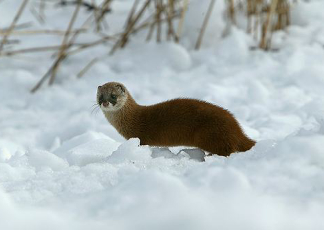  p>日本貂(学名: i>martes melampus /i>):体重500-1700克,体长470