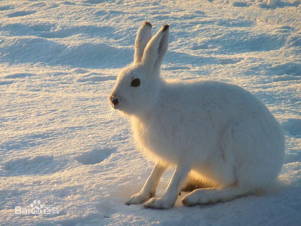  p data-id="tikoonaabhdo">雪兔是兔形目兔科兔属哺乳动物.