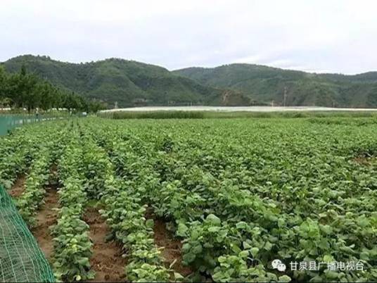 带状种植_百度百科