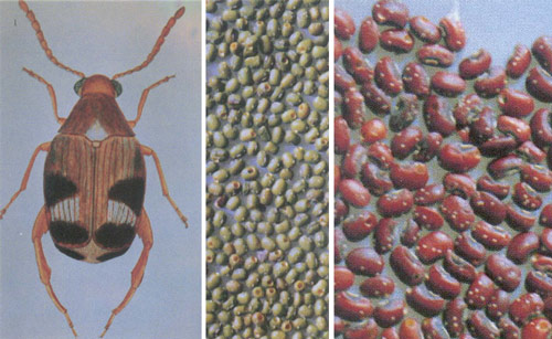  p>鹰嘴豆象在"中国进境植物检疫性有害生物名录"之列,是重要的检疫性