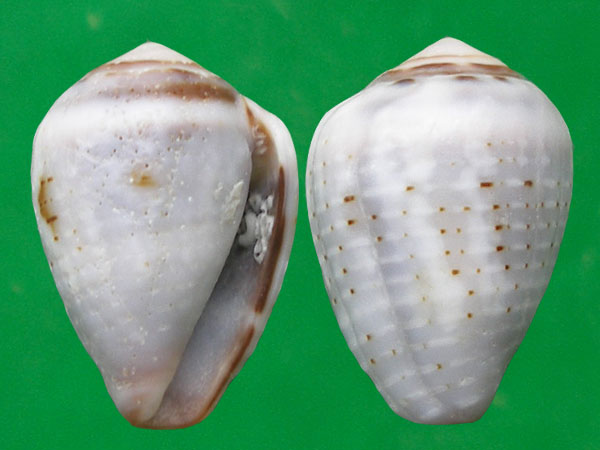  p>花冠芋螺(学名:miliariconus coronatus)壳较粗短,质厚.