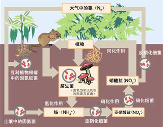  p>氮循环(nitrogen cycle)是描述 a href="#" data-lemmaid="4760765