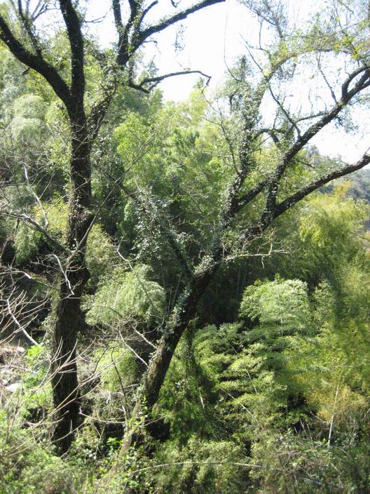 5公里焦坑乡松岩村后.