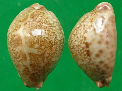  p>地理宝螺(学名:leporicypraea geographica geographica)是腹足纲