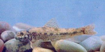 fu. wang, 1931),属鲤形目,鲤科,棒花鱼属的一种鱼类.