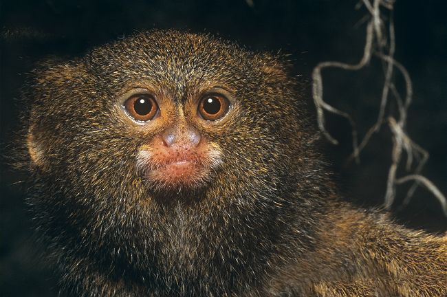  p>侏狨是生活在 a target="_blank" href="/item/南美洲/138913"