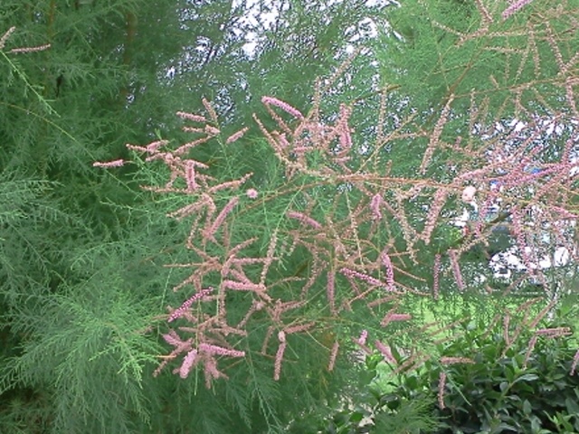  p>红荆花又名 a target="_blank" href="/item/荆条花/8589303" data