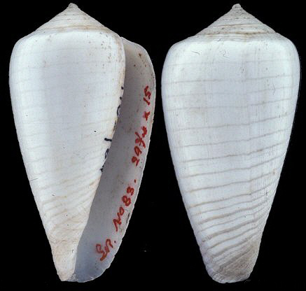  p>乳白芋螺是一种生物,属于动物界,腹足纲,分布区域是太平洋. /p>