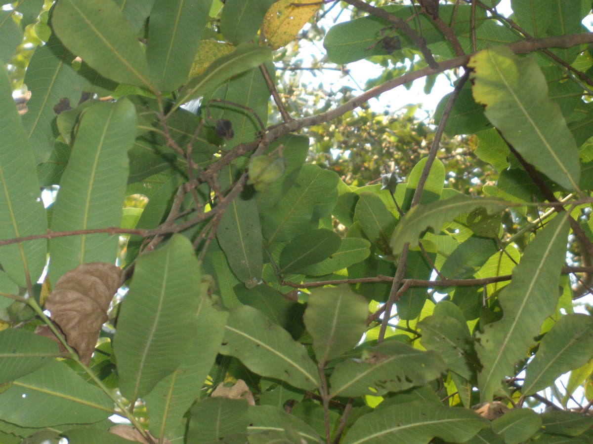  p>能在水中生长的植物,统称为水生植物.