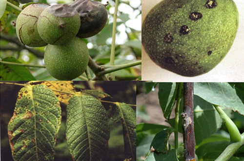  p>拉 丁 名: phyllactinia roboris /p> p>中 文 名: 栎球针壳 /p> p