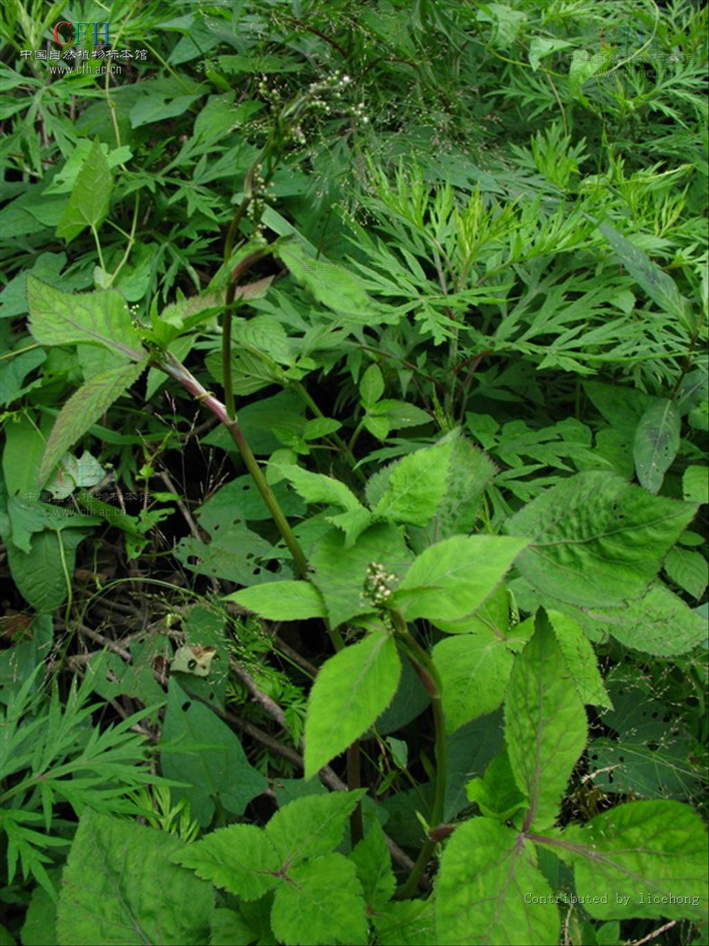 鸭儿芹属, a target="_blank" href="/item/伞形科/8249341" data