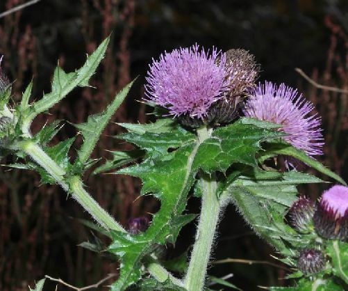  p>蓟(学名: i>cirsium japonicum /i> fisch. ex dc.