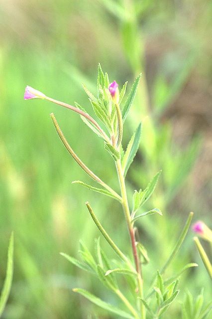 epilobium parviflorum schreber