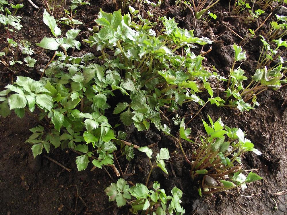  p>茴芹(学名pimpinellaanisum):为 a href="#" data-lemmaid="229183