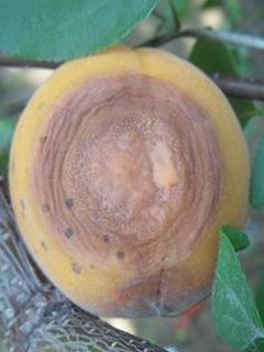 杏褐腐病
