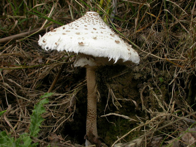  p>高大环柄菇(学名:macrolepiota procera,英语:parasol mushroom)是