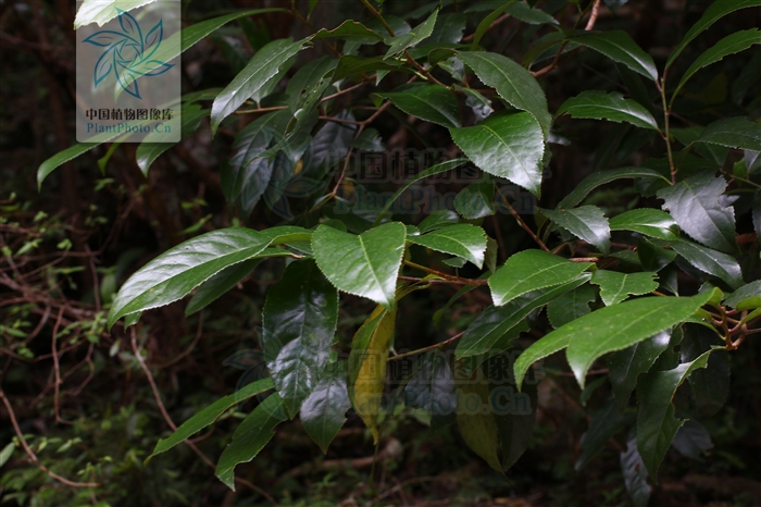  p>毛背桂樱( a href="#" data-lemmaid="8074290">学名 /a>:lauro