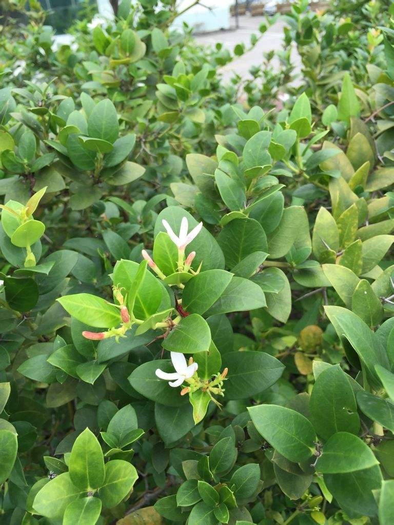  p>假虎刺属(学名:carissa  linn.