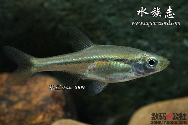 鲌亚科, a href="#" data-lemmaid="12579053">华鳊属 /a>的一种鱼类