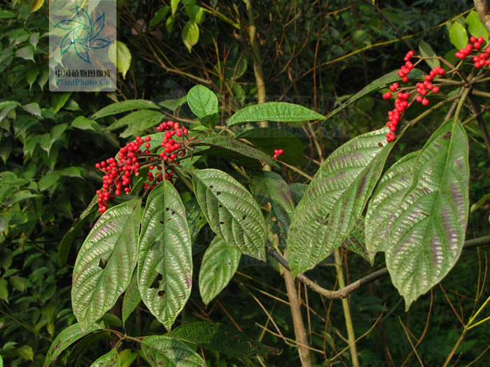  p>三叶荚蒾,为 a href="#" data-lemmaid="6763949">忍冬科 /a>,荚蒾