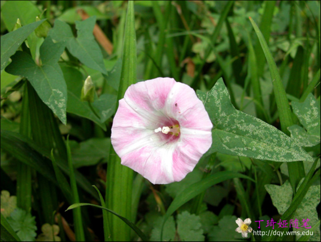 convolvulus