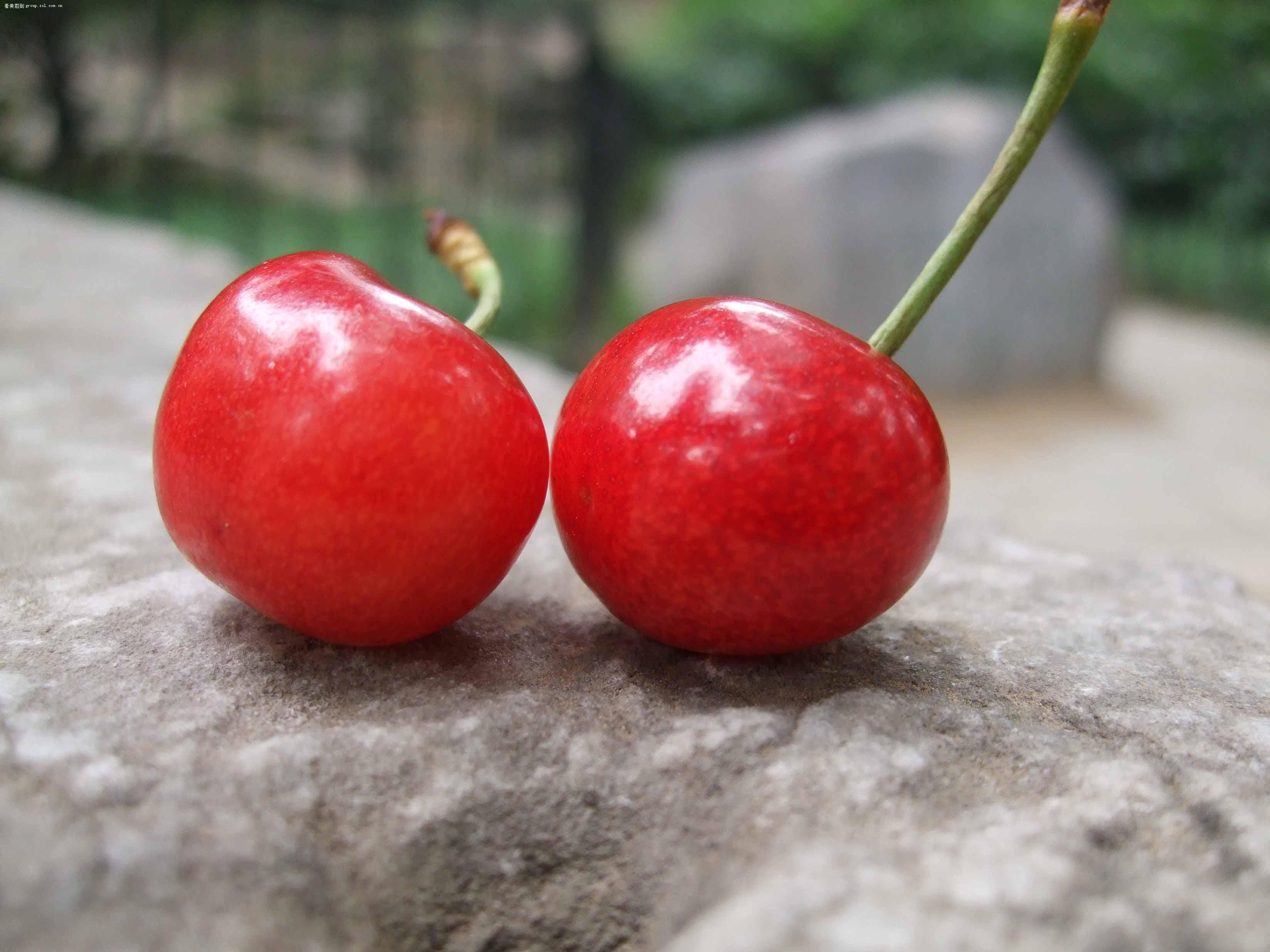 id="gnwn76l9l3">大紫(black tartarian)又名大叶子,大红袍,大红樱桃