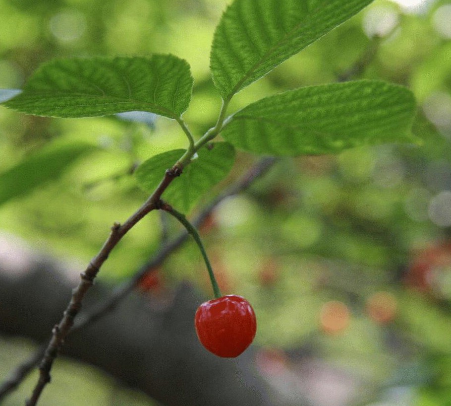 莱阳矮樱桃