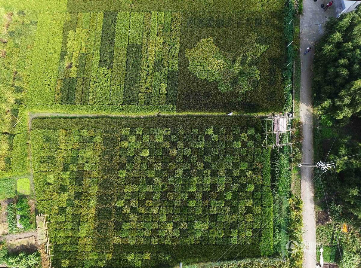 彩色水稻中国地图