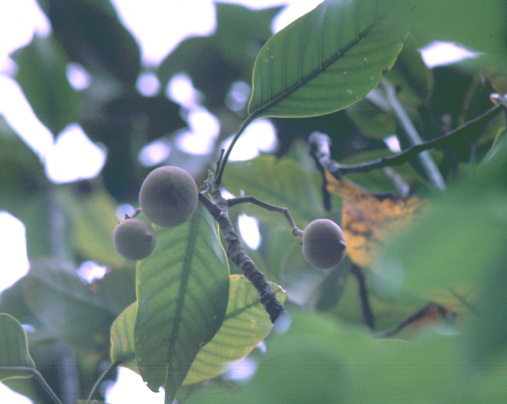 龙脑香树 全网资源