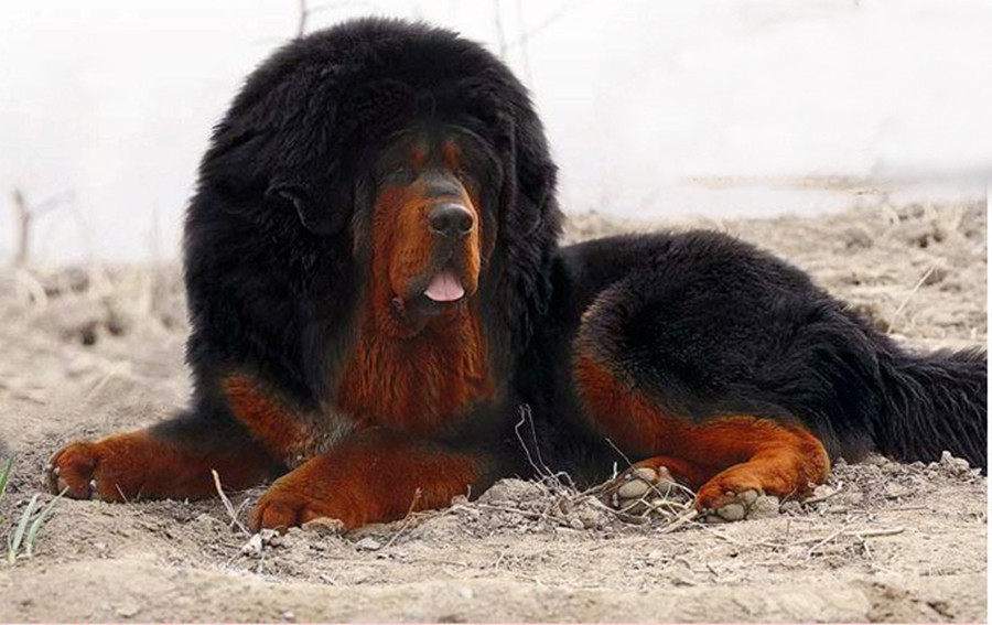  p> a target="_blank" href="/item/藏獒/5311" data-lemmaid="5311"