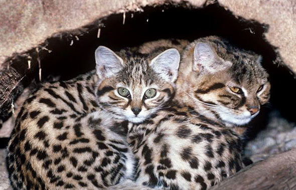 black footed cat