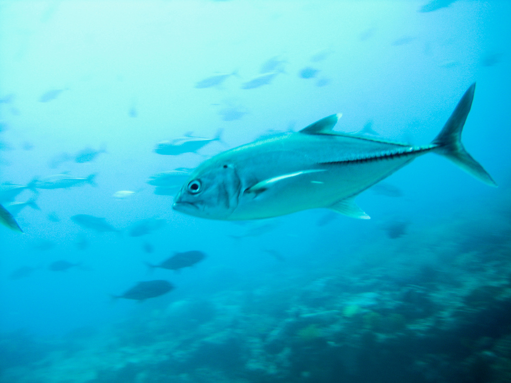  p>六带鲹,学名: i>caranx sexfasciatus /i> (quoy et gaimard, 1825