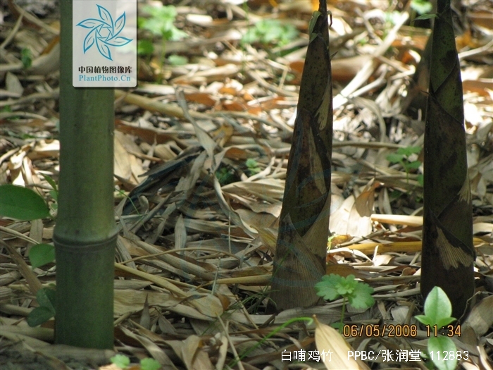  p>白哺鸡竹(学名: i>phyllostachys dulcis /i> mcclure)是禾本科
