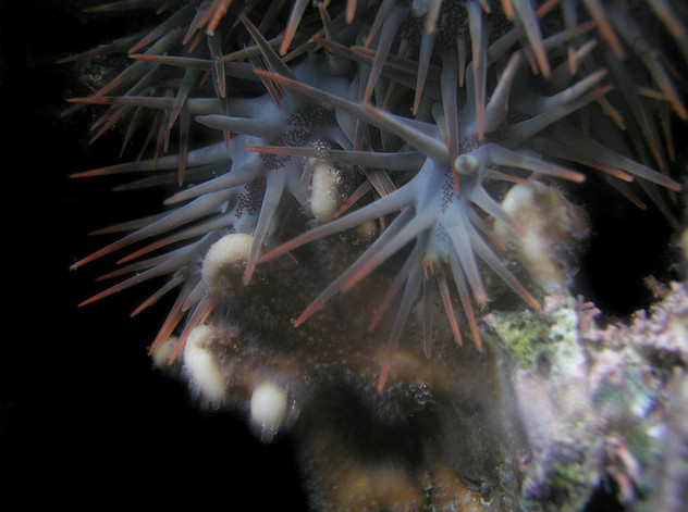  p>棘冠海星(学名: i>acanthaster planci /i>):个体大,从体盘辐射的 