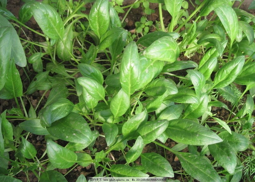 八宝菠菜
