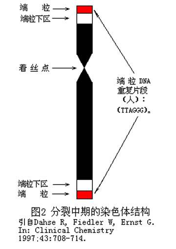 端粒学说_百度百科